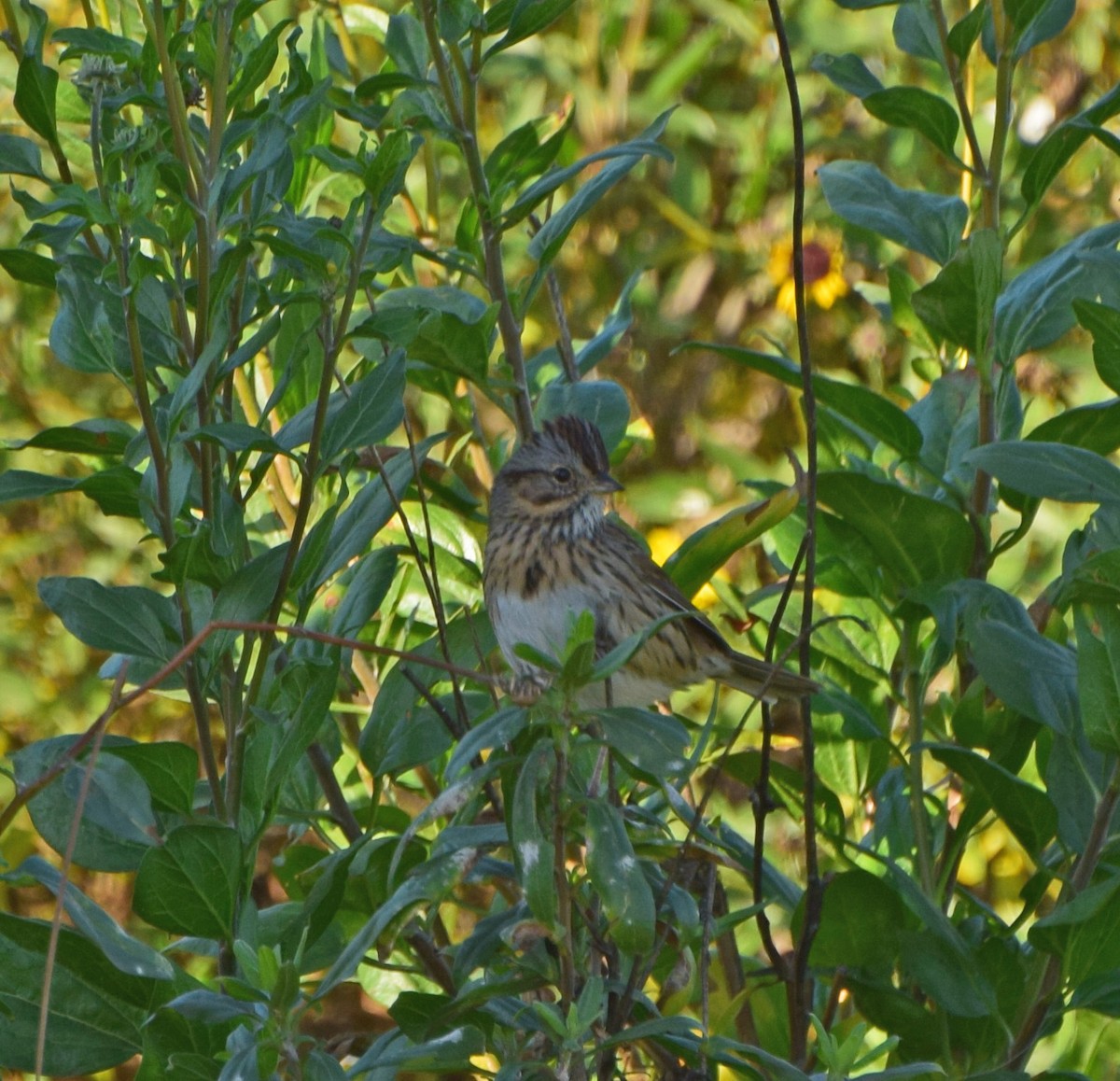 Lincoln's Sparrow - John Bruin