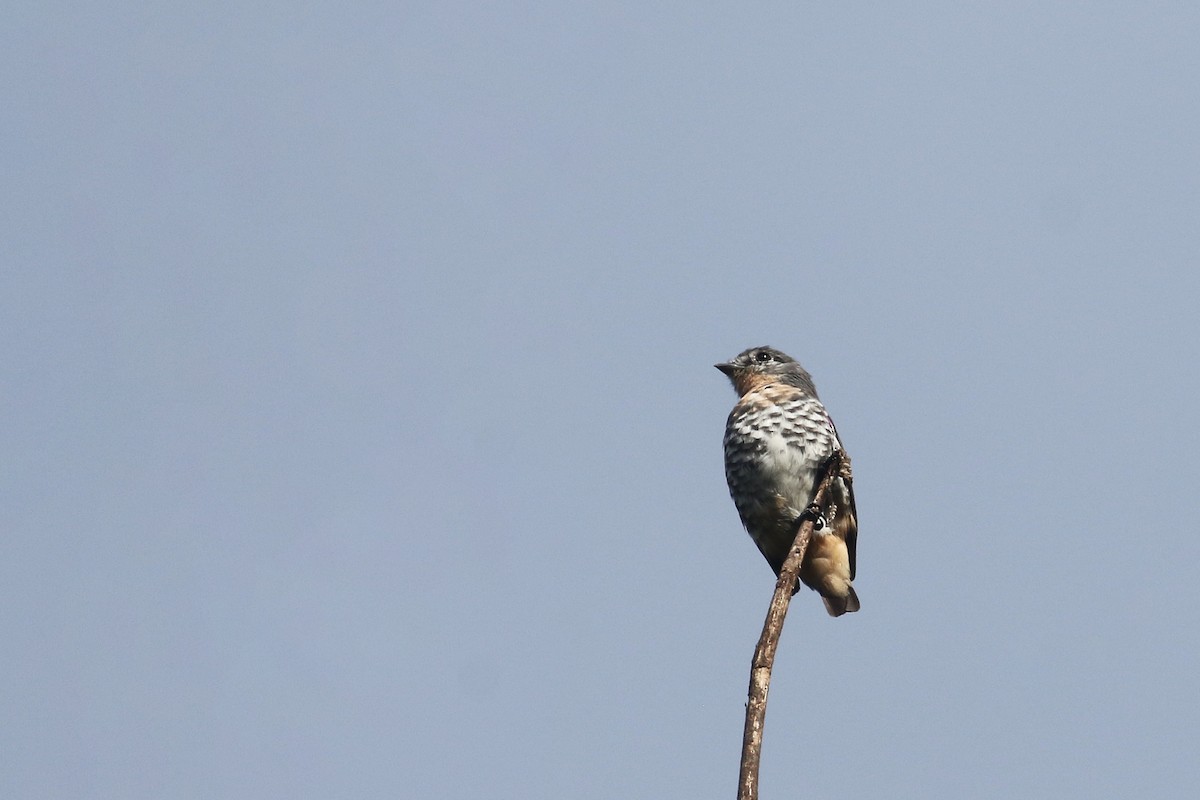 Buff-throated Purpletuft (Northern) - Daniel Branch