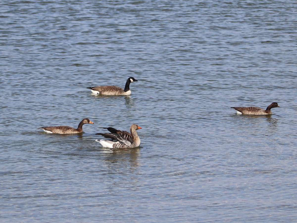 Graylag x Canada Goose (hybrid) - ML422327421