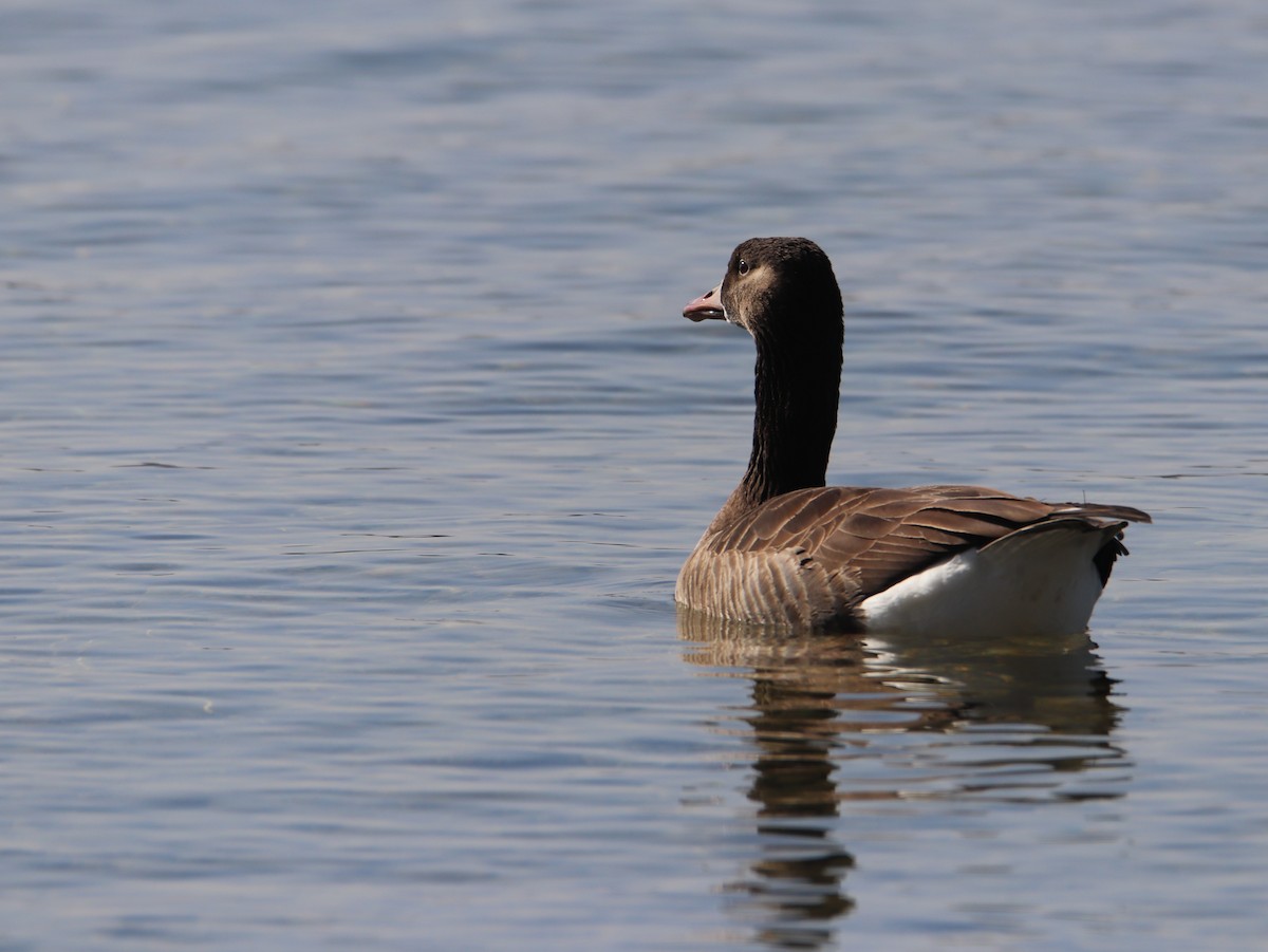 Graylag x Canada Goose (hybrid) - ML422327431