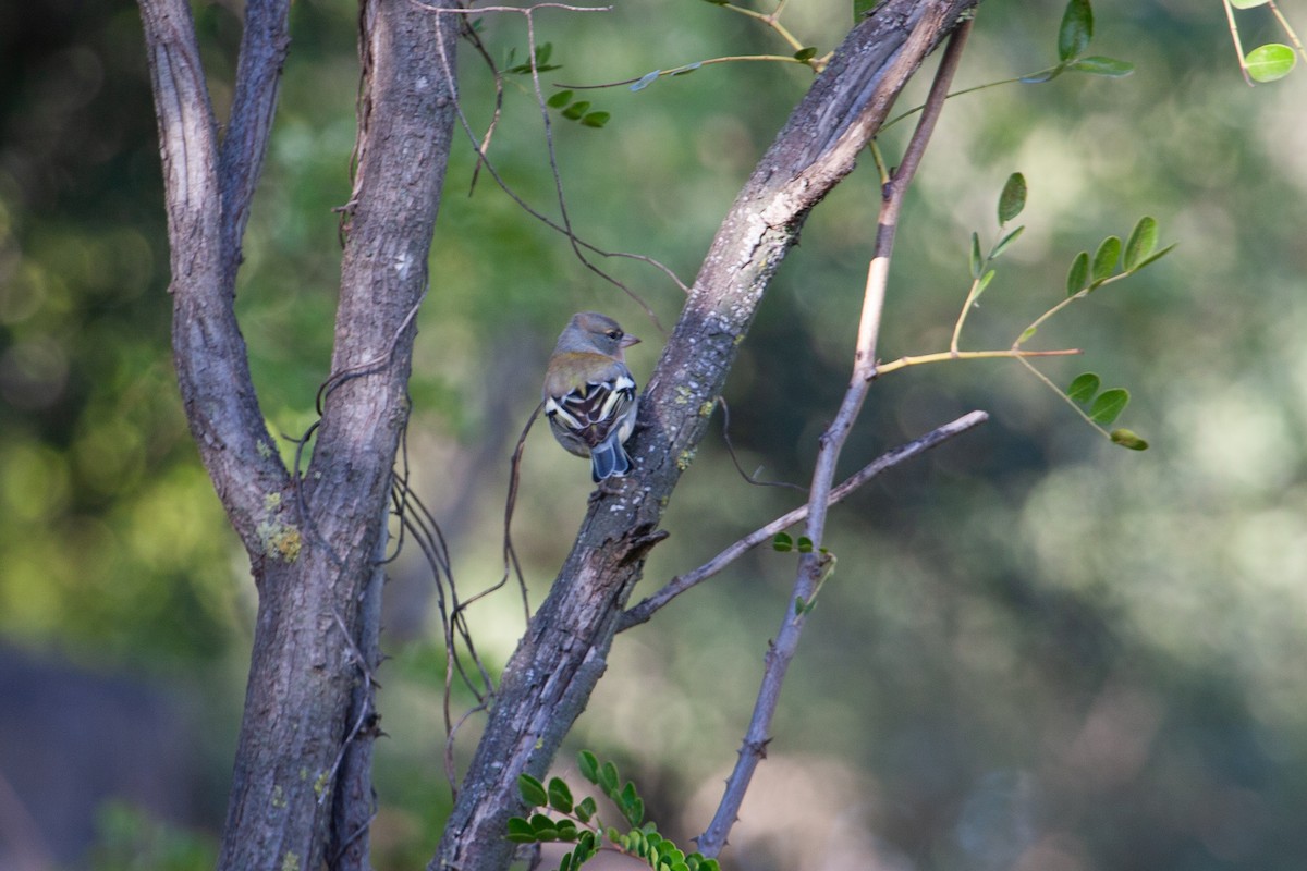 African Chaffinch (Tunisian) - ML422327521