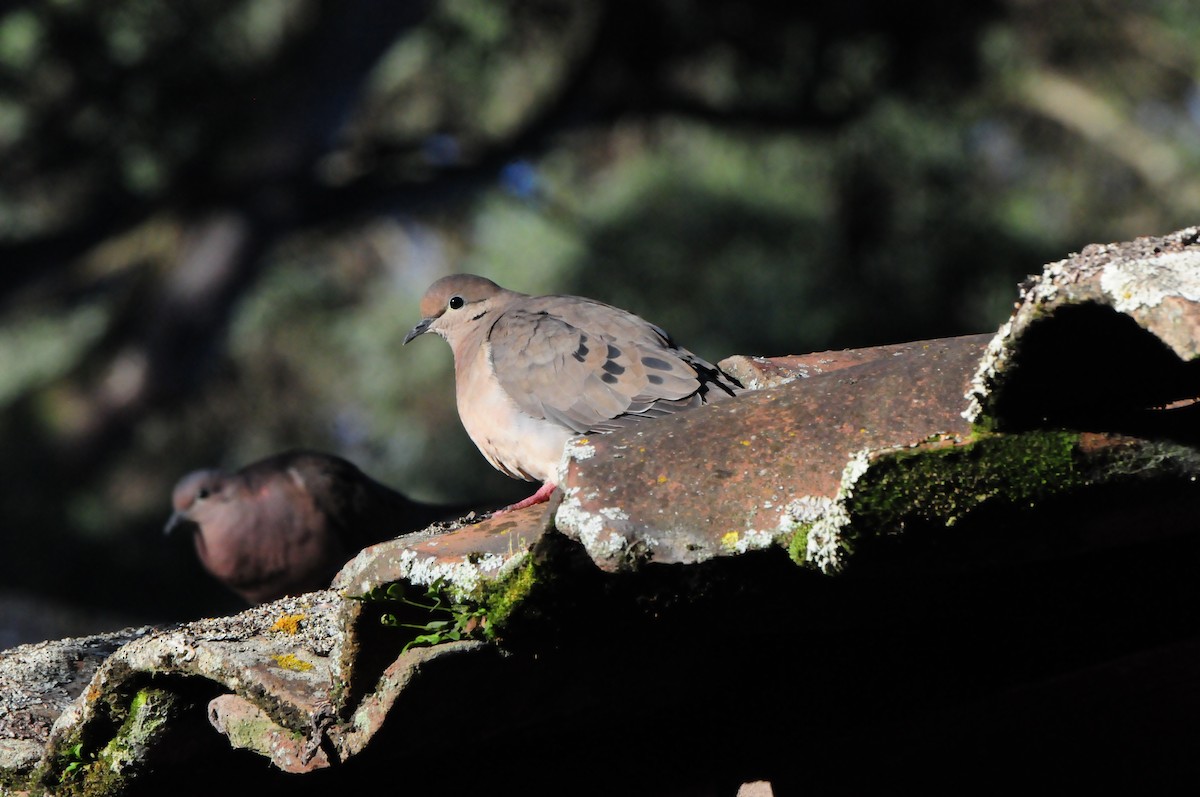 Eared Dove - David Lambeth