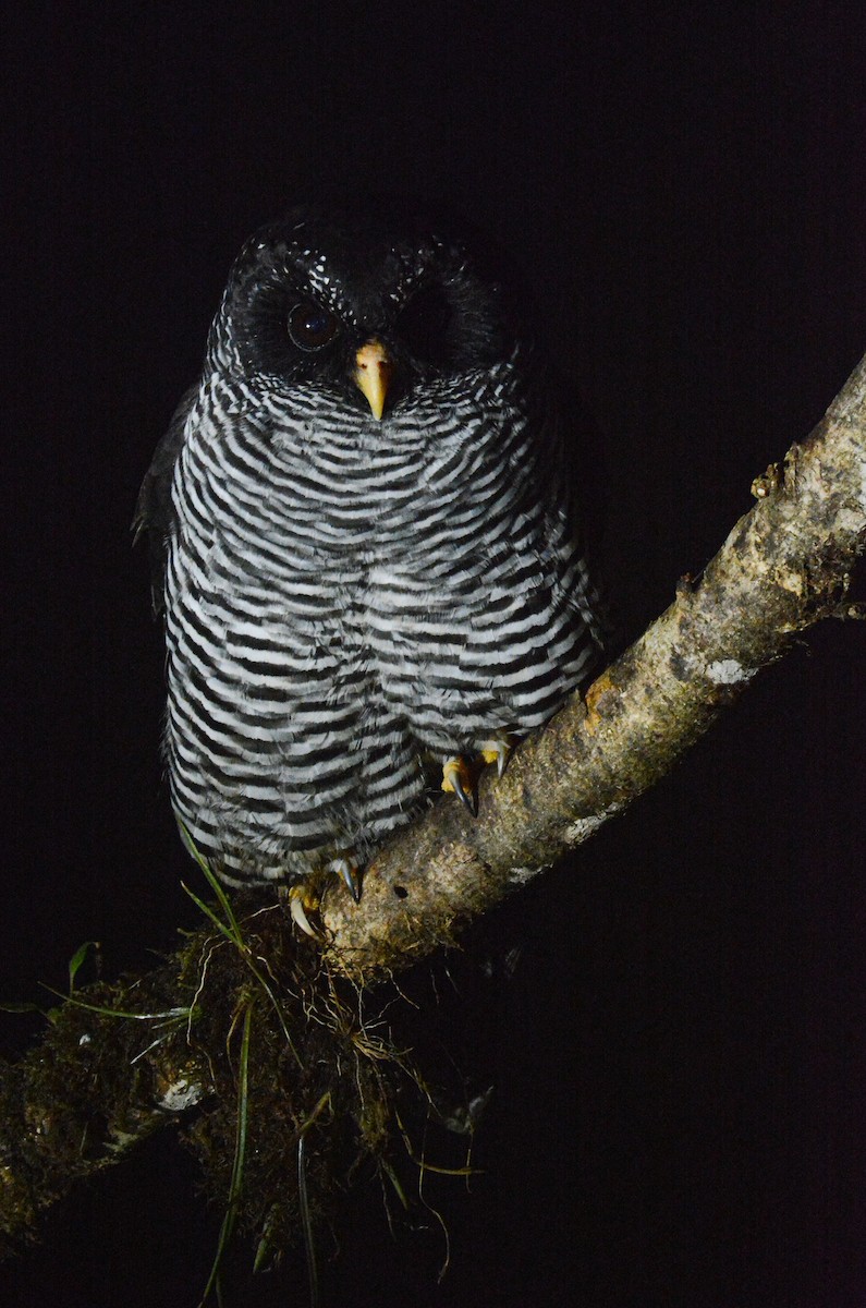Black-banded Owl (San Isidro) - Patrick Maurice