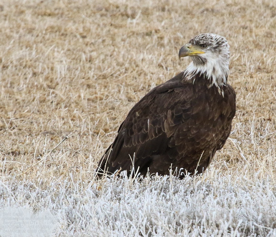 Bald Eagle - ML422329181