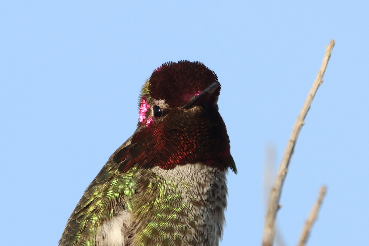 Anna's Hummingbird - Steve Myers