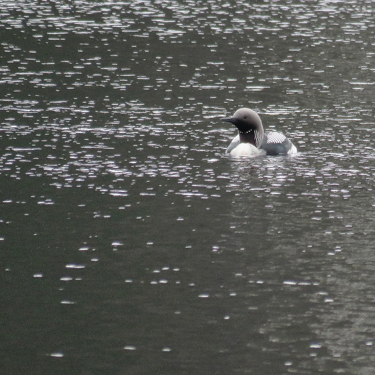 Arctic Loon - ML422332681