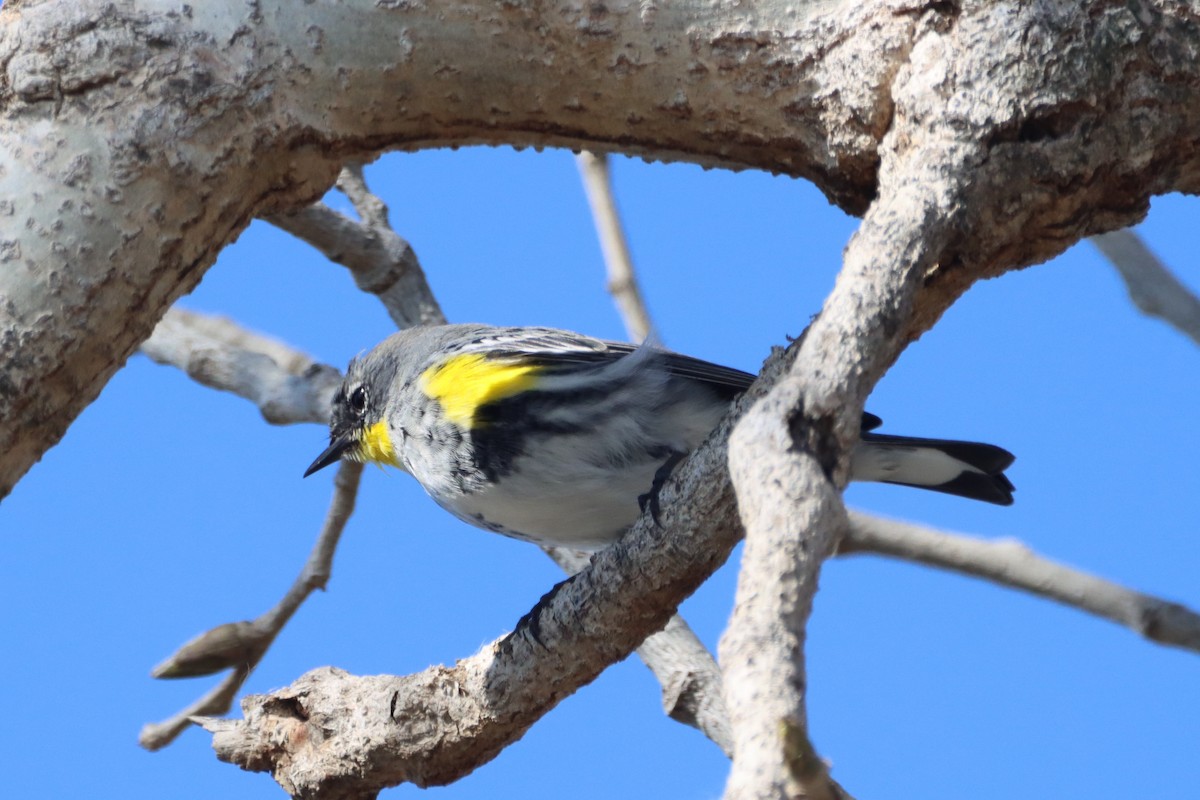 Yellow-rumped Warbler (Audubon's) - ML422332991
