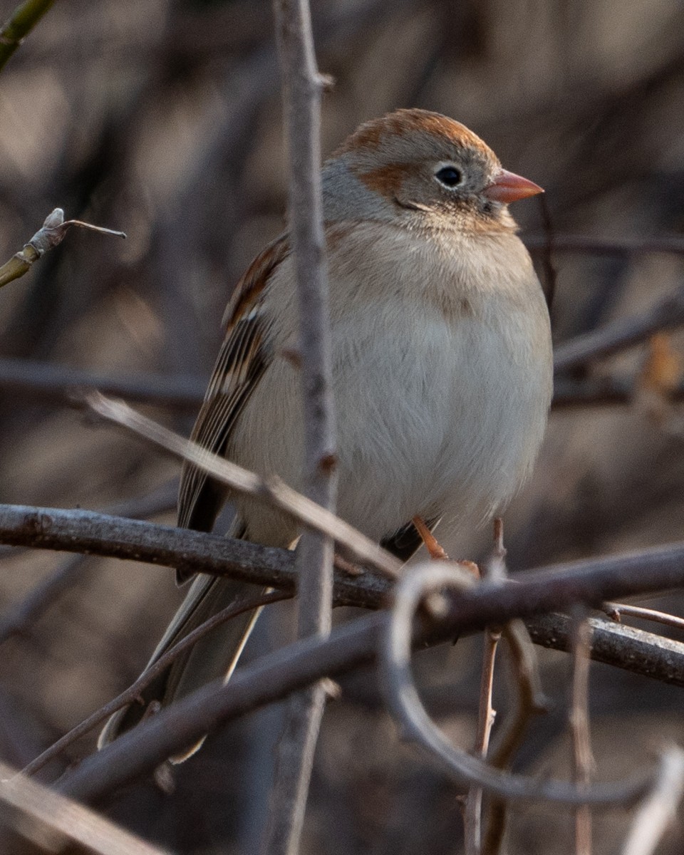 Field Sparrow - ML422333041