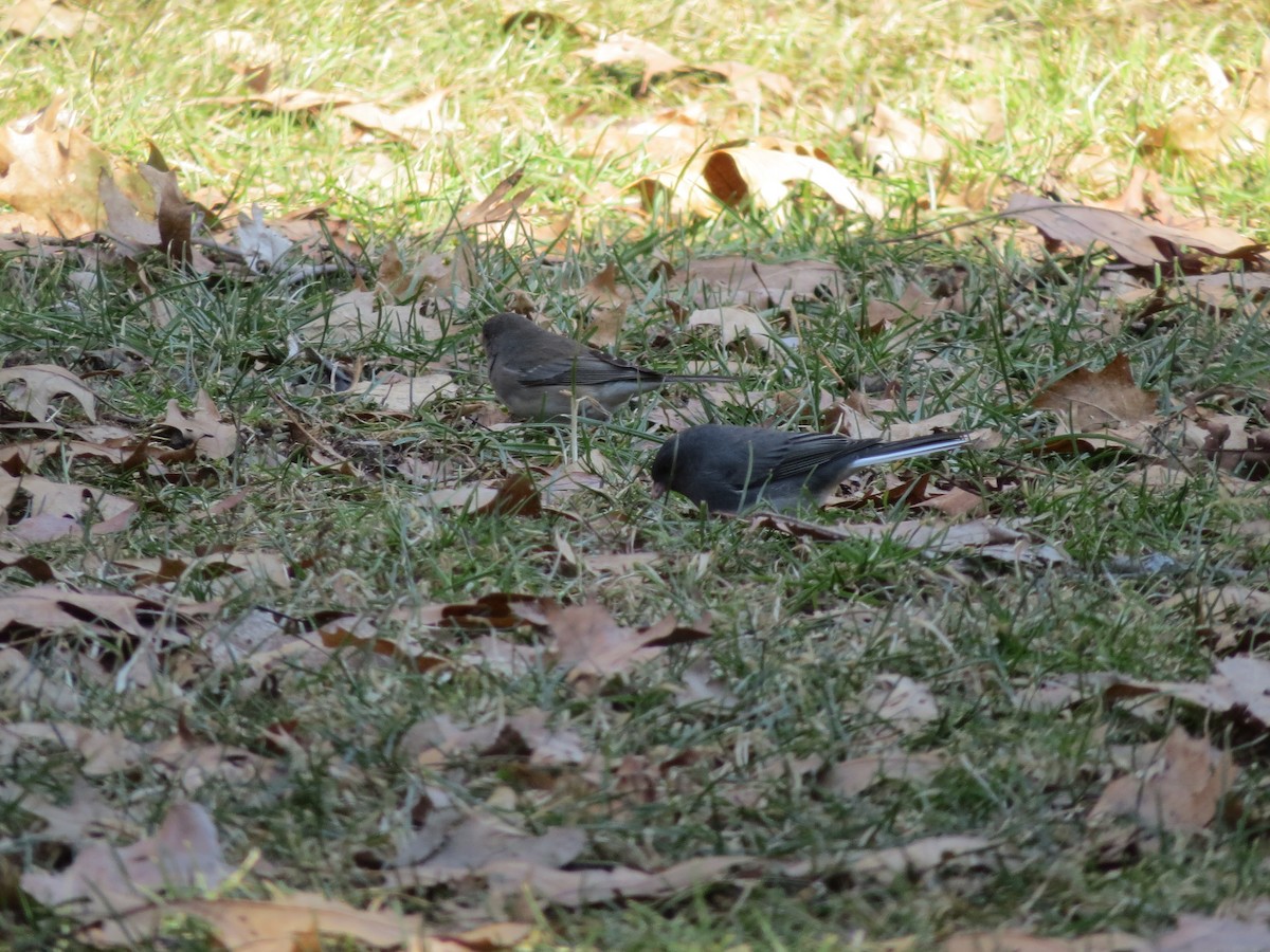 Junco ardoisé - ML422333731