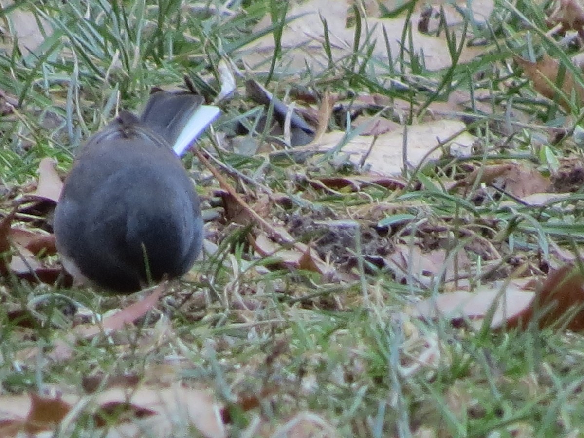 Junco ardoisé - ML422333761