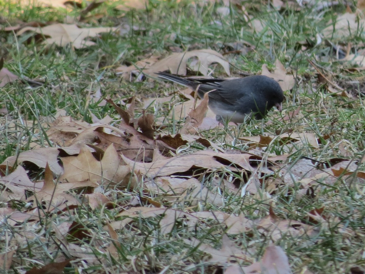 Junco ardoisé - ML422333771