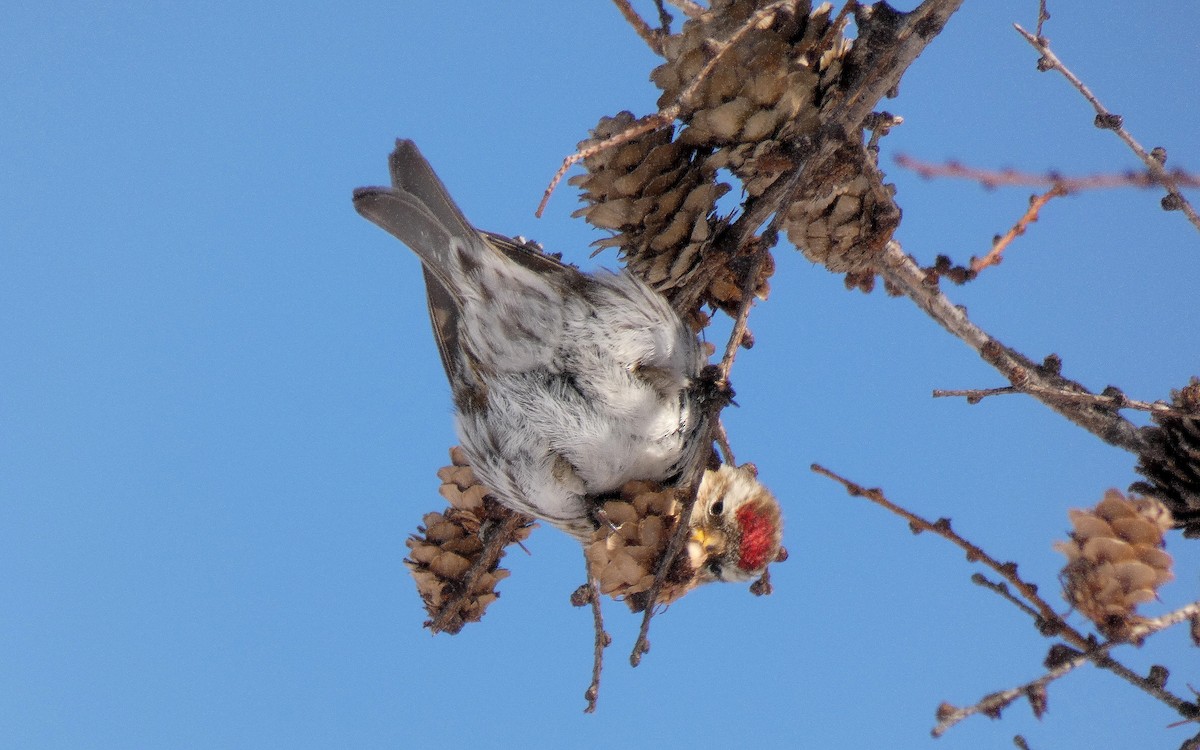 Common Redpoll - ML422333801