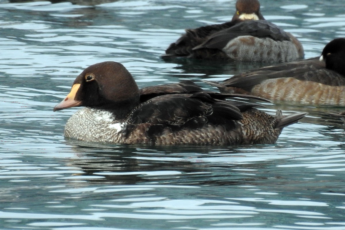 King Eider - Theresa Dobko (td birder)