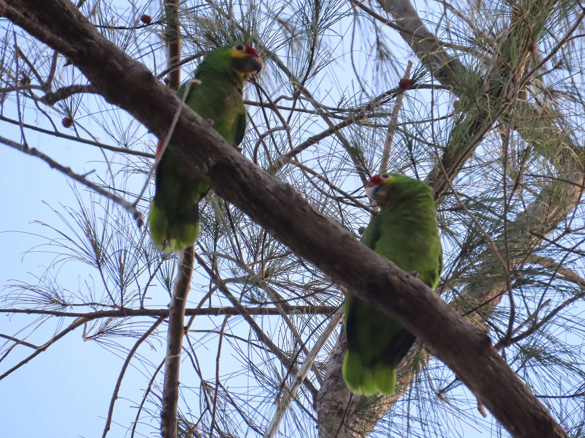 Red-lored Parrot - ML422335171