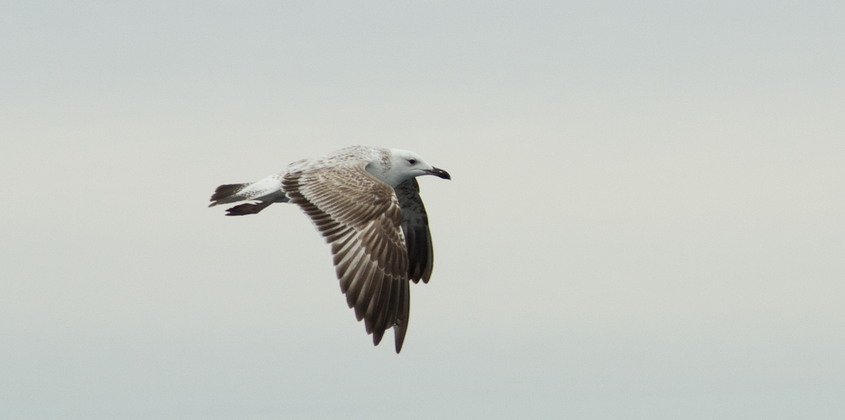 Caspian Gull - ML422336241