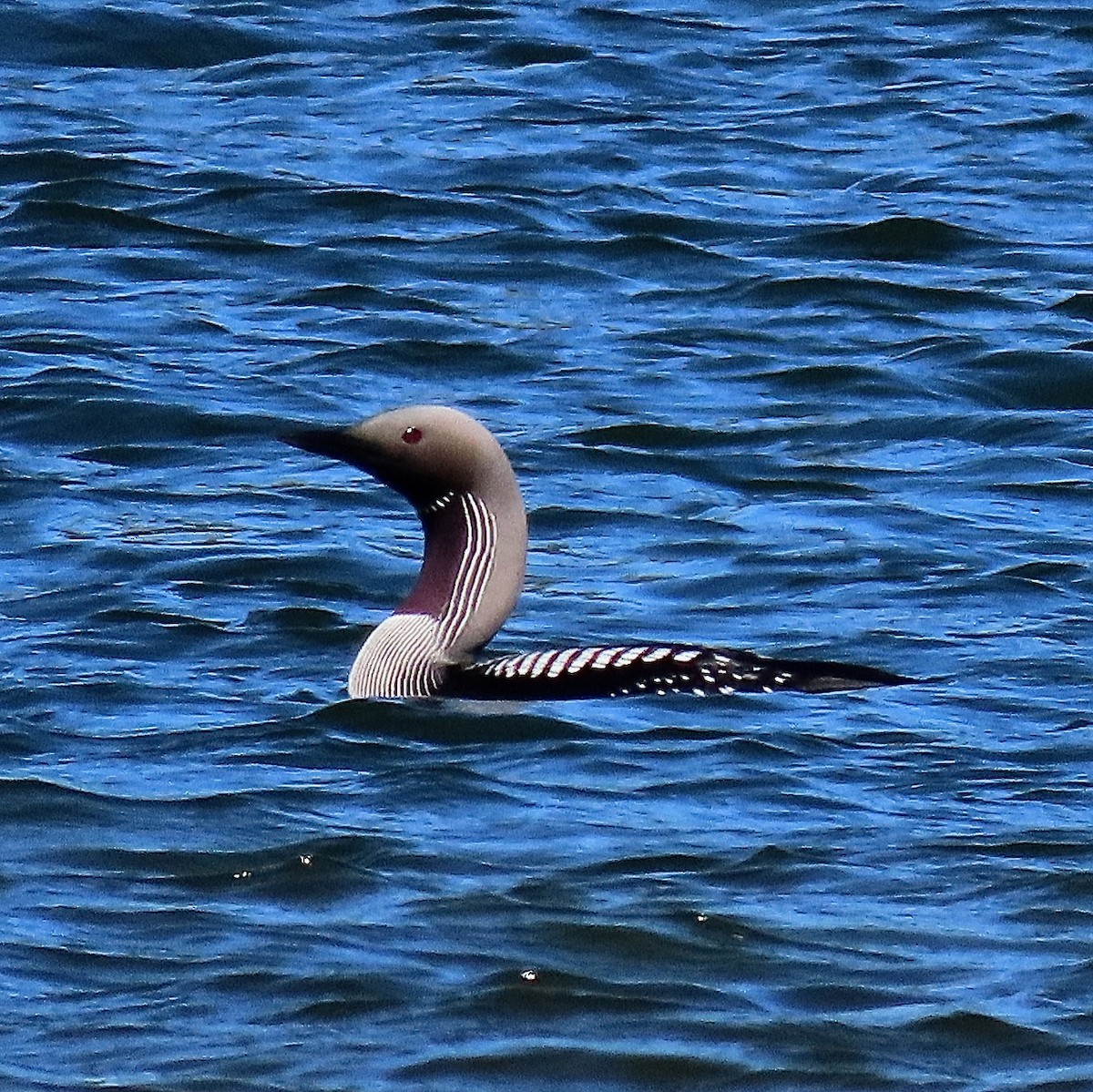 Arctic Loon - ML422336581