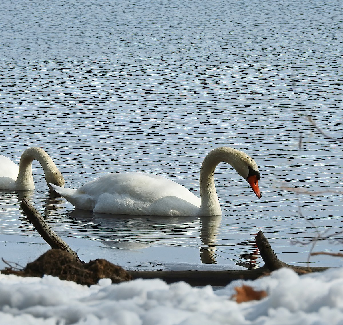 Cygne tuberculé - ML422337541