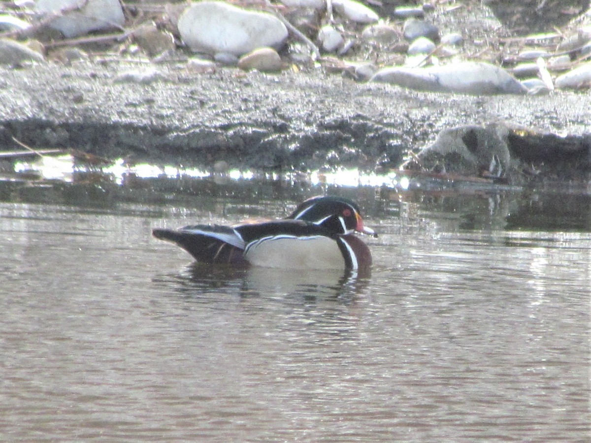 Wood Duck - ML422338201