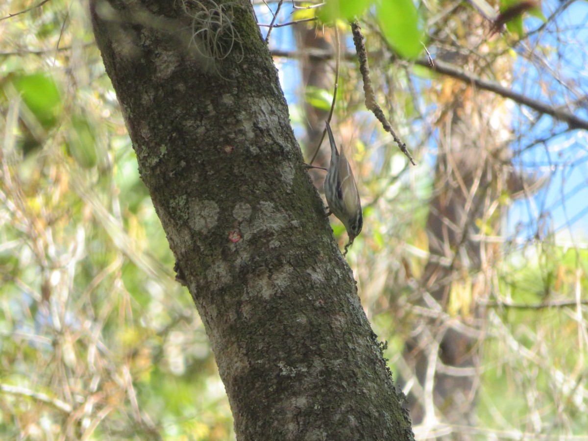 Black-and-white Warbler - ML422338681