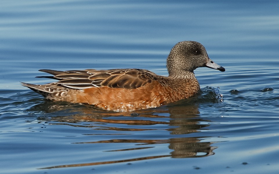 Canard d'Amérique - ML422338961