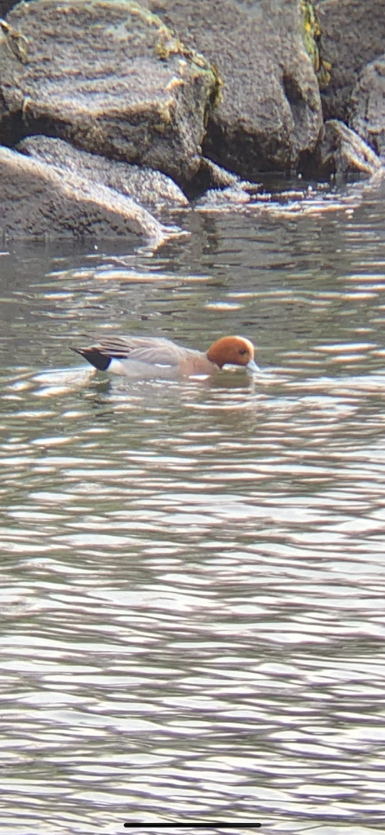 Зээрд нугас - ML422339071