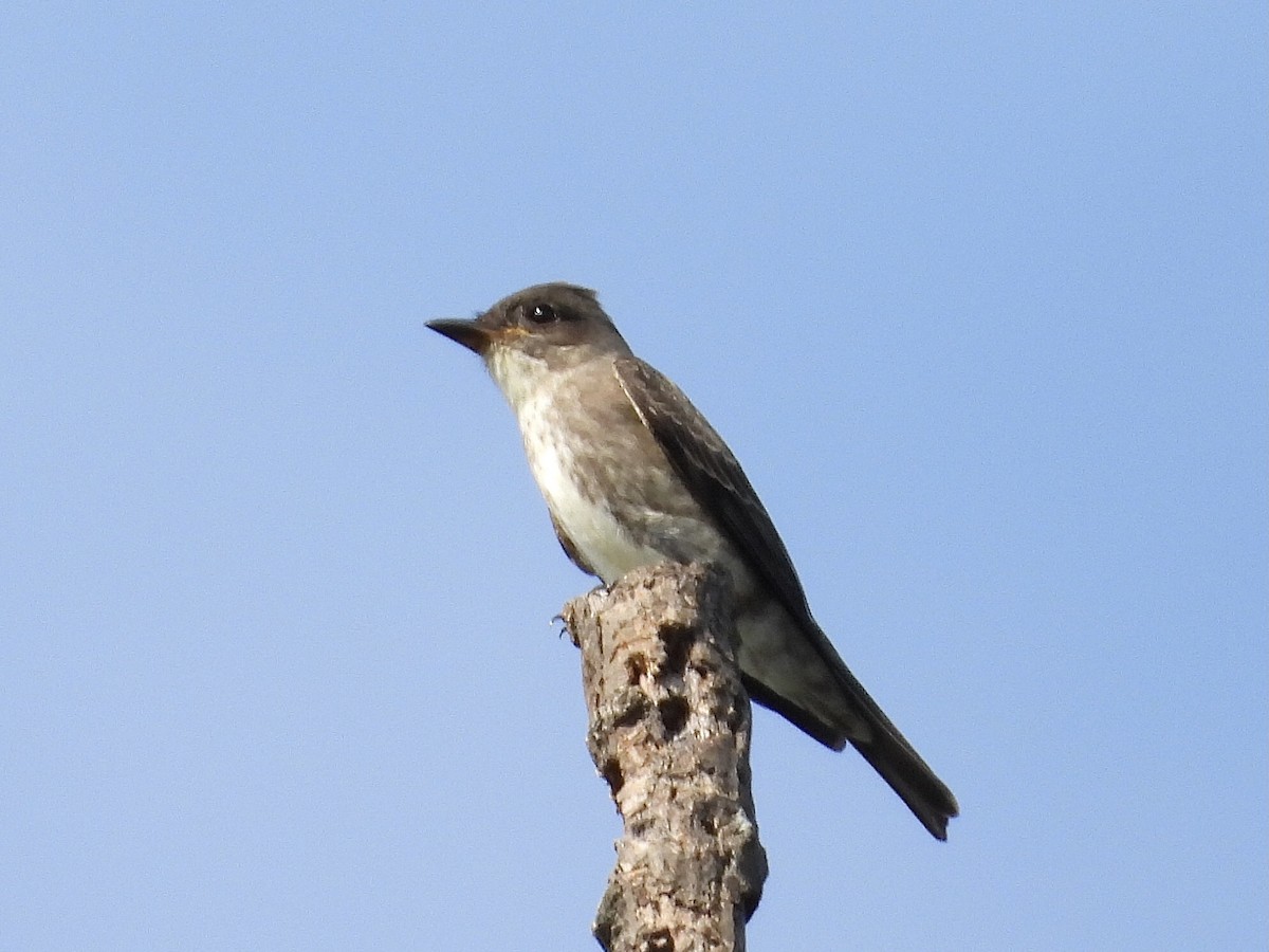 Olive-sided Flycatcher - Stacy Rabinovitz