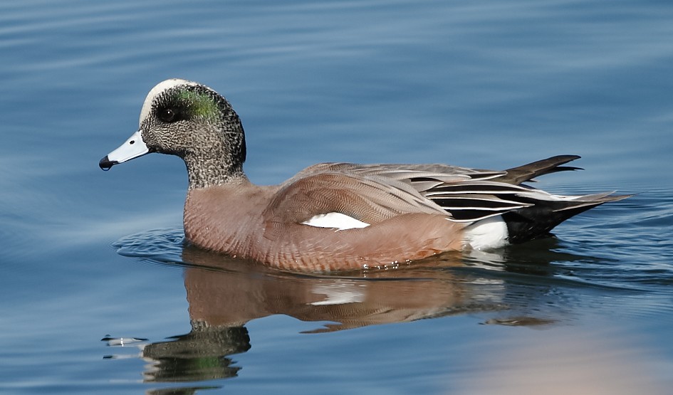 American Wigeon - ML422339241