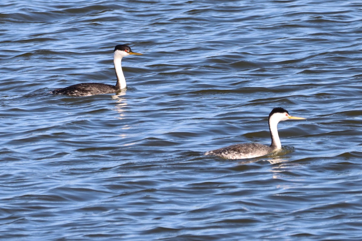 Clark's Grebe - ML422339251