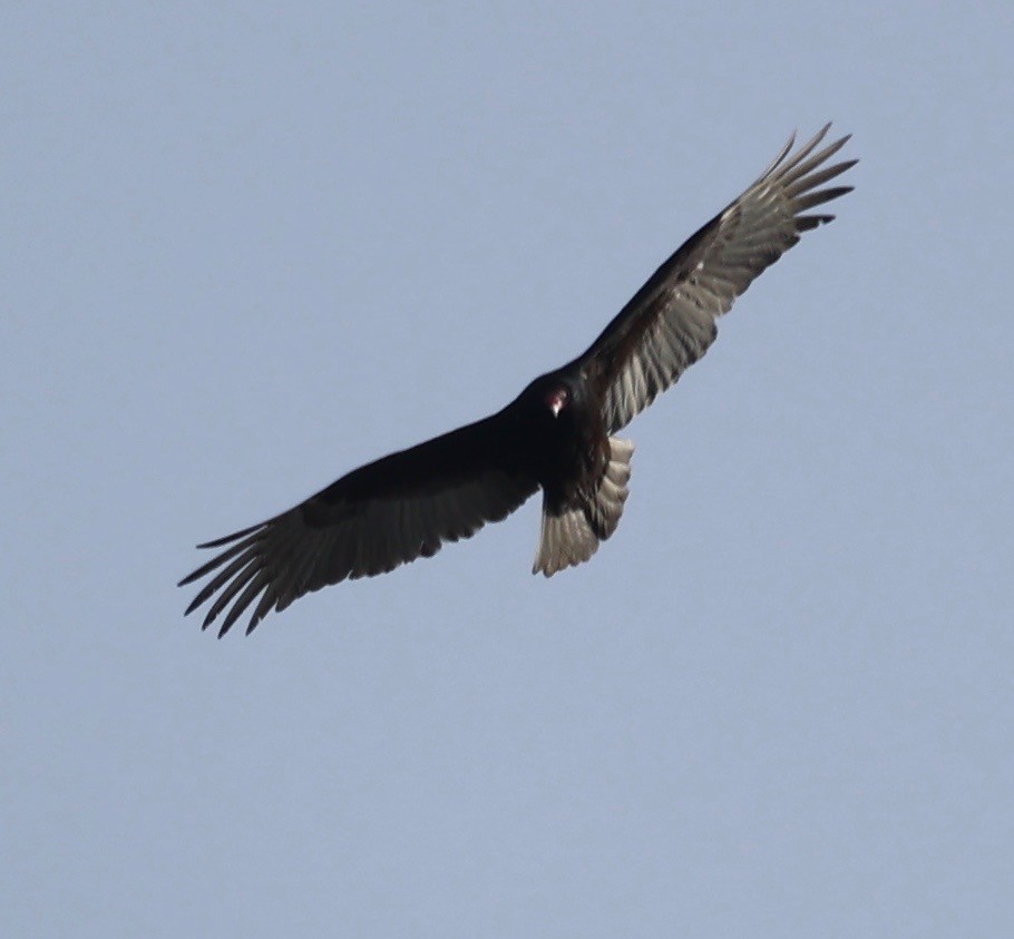Turkey Vulture - ML422342741