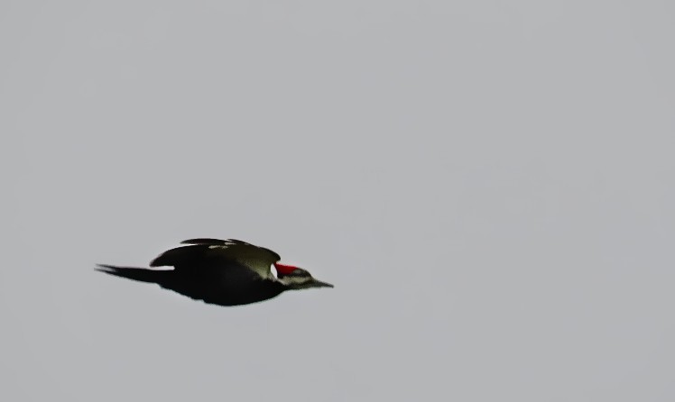 Pileated Woodpecker - Frank D