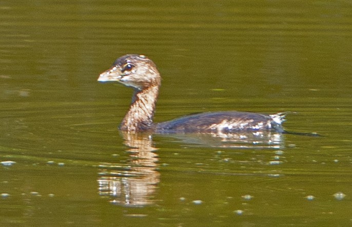 Pied-billed Grebe - ML422346171