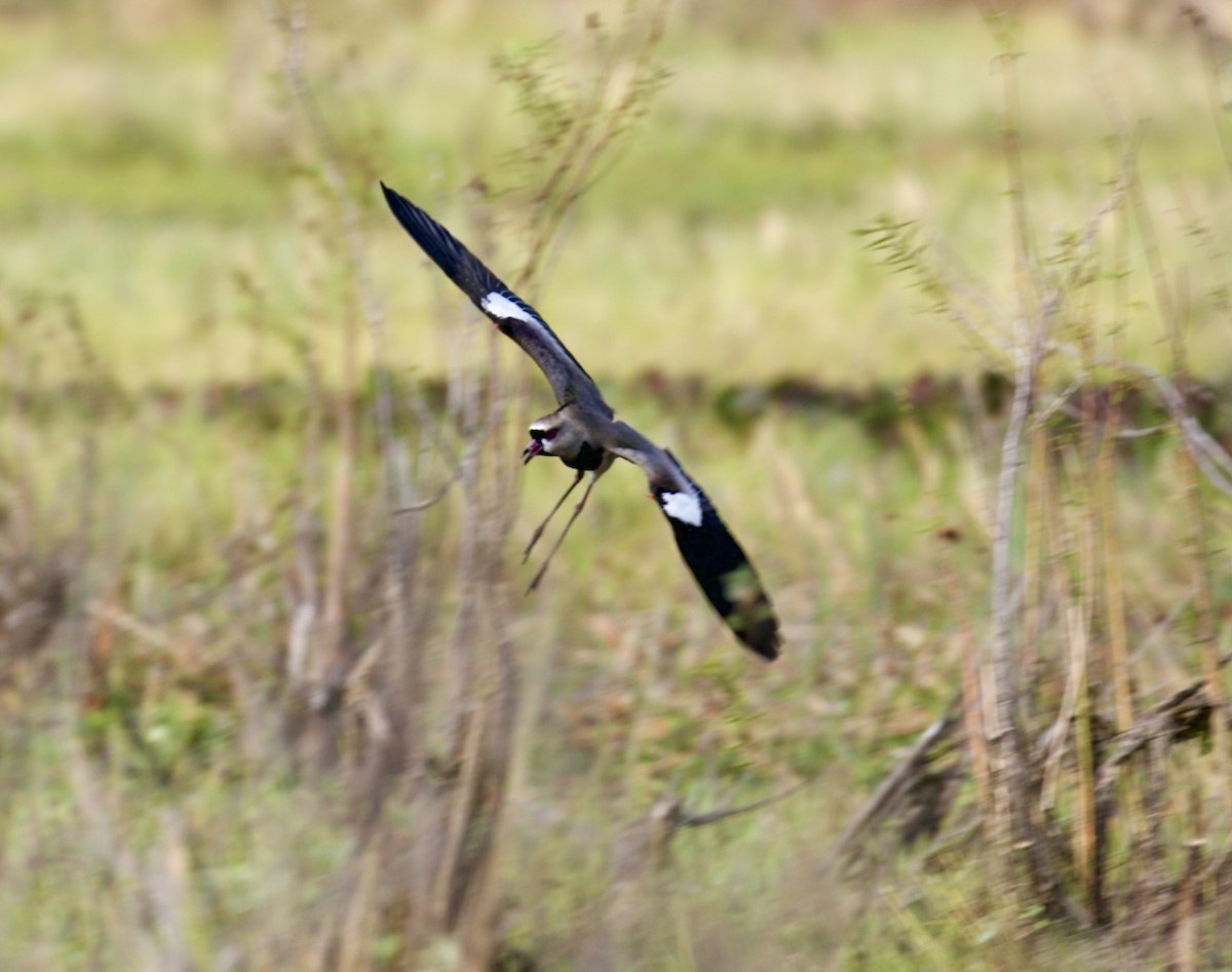 Southern Lapwing - Bonnie de Grood