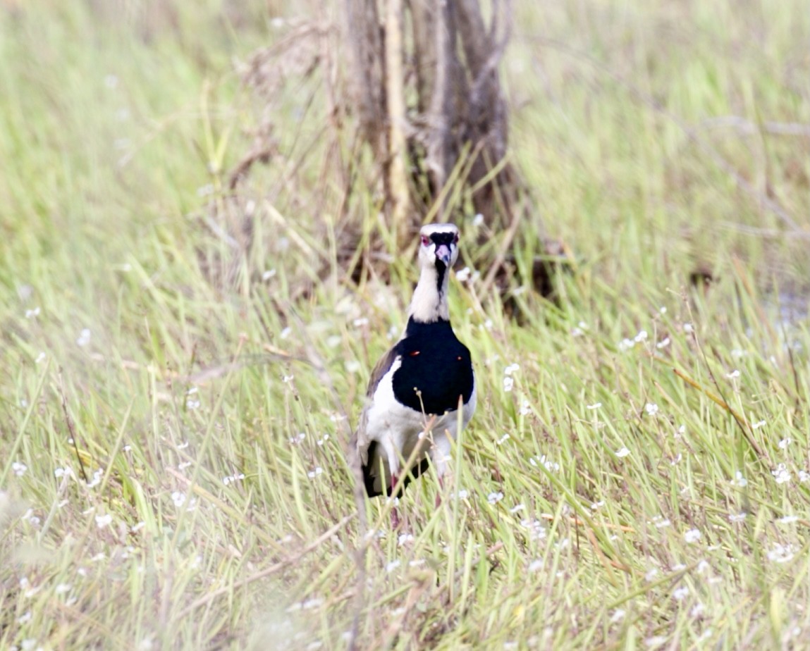 Southern Lapwing - ML422346951