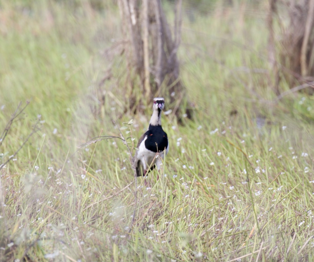 Southern Lapwing - ML422346961