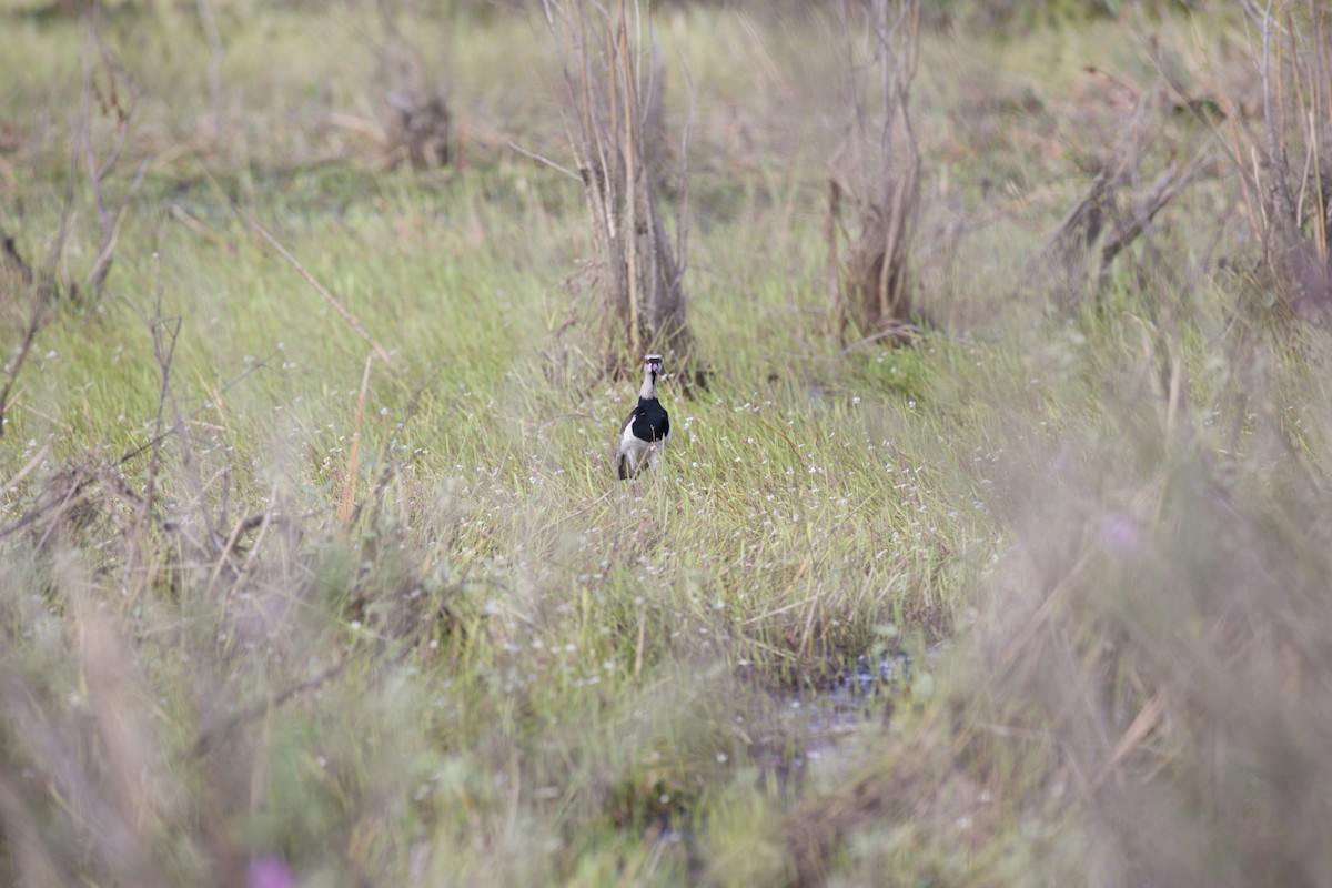 Southern Lapwing - ML422346971