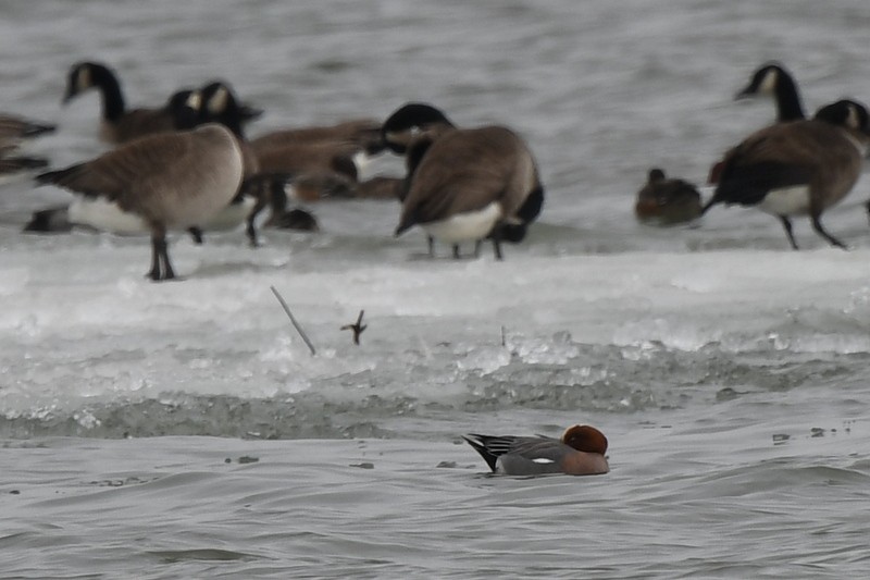 Eurasian Wigeon - ML422350321