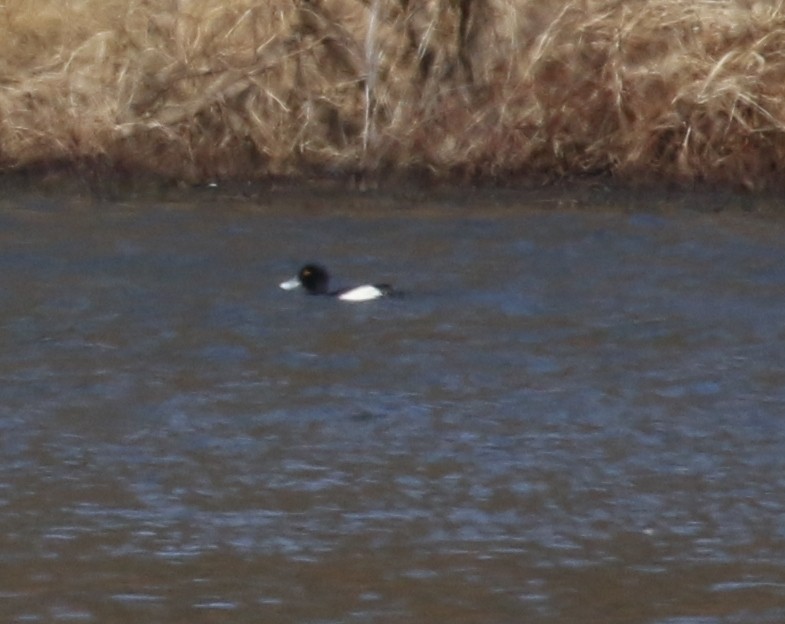 Tufted Duck - Judy Stepenaskie