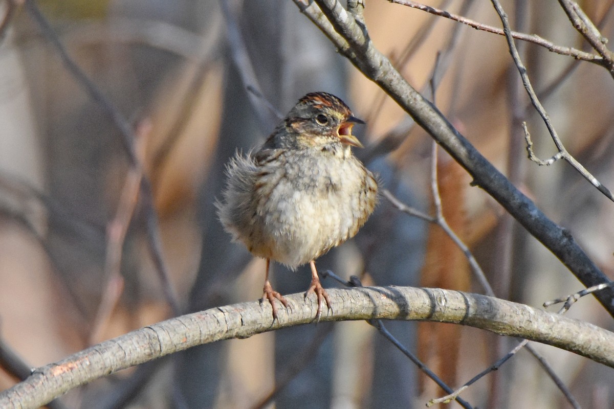 Swamp Sparrow - ML422350911