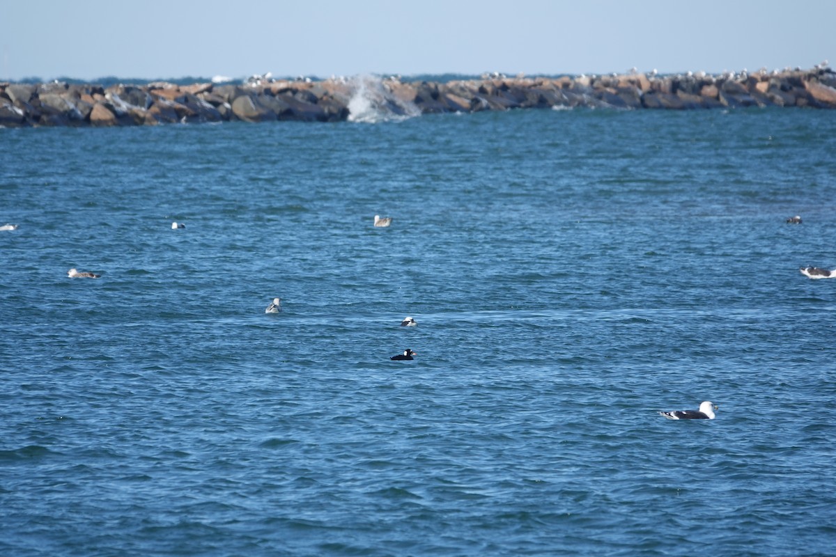 Surf Scoter - ML422352221