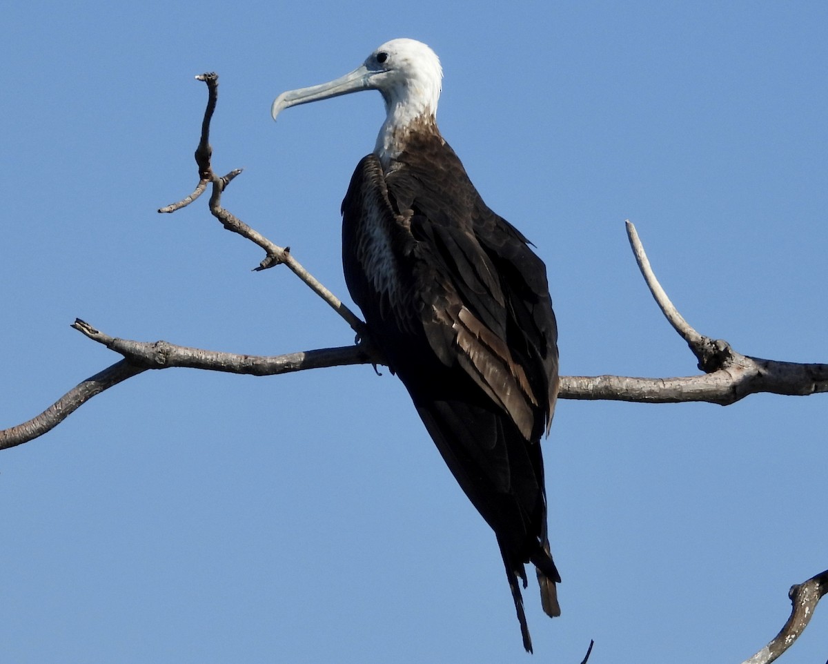 Magnificent Frigatebird - ML422352301