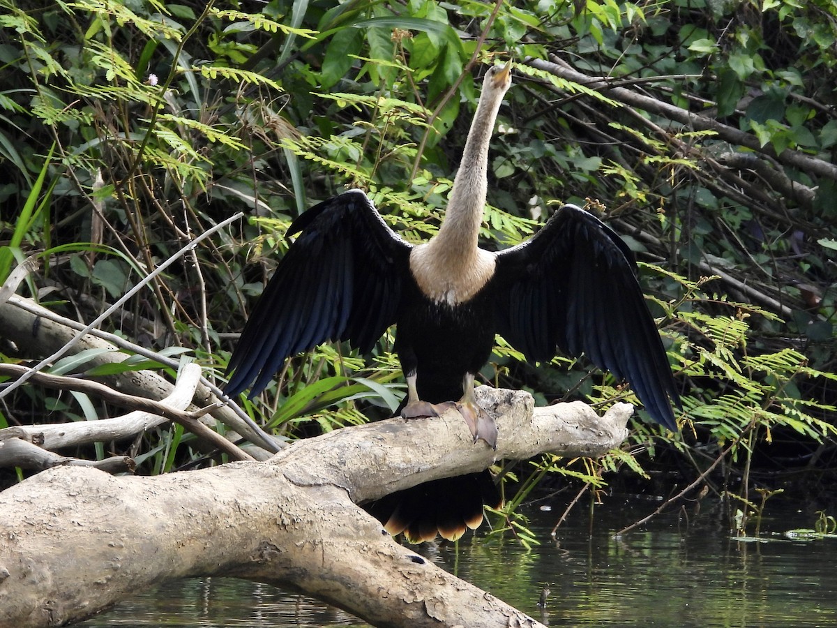Anhinga - ML422352371