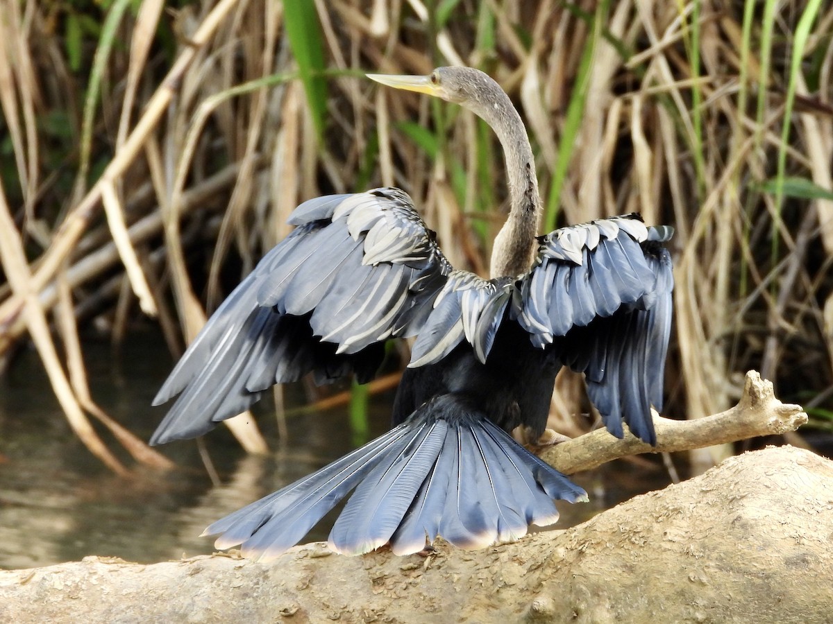 Anhinga - ML422352381