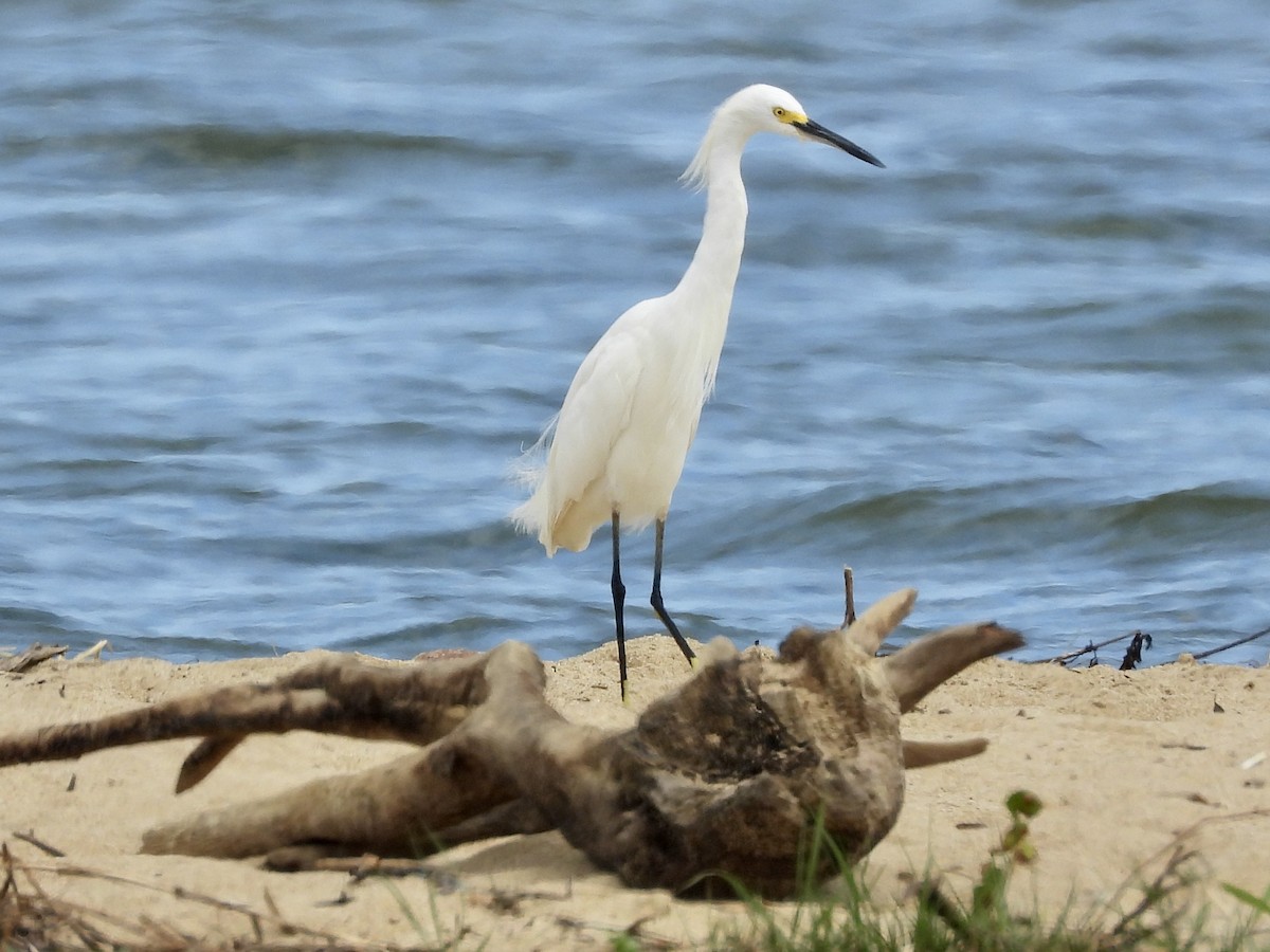 Snowy Egret - ML422352861