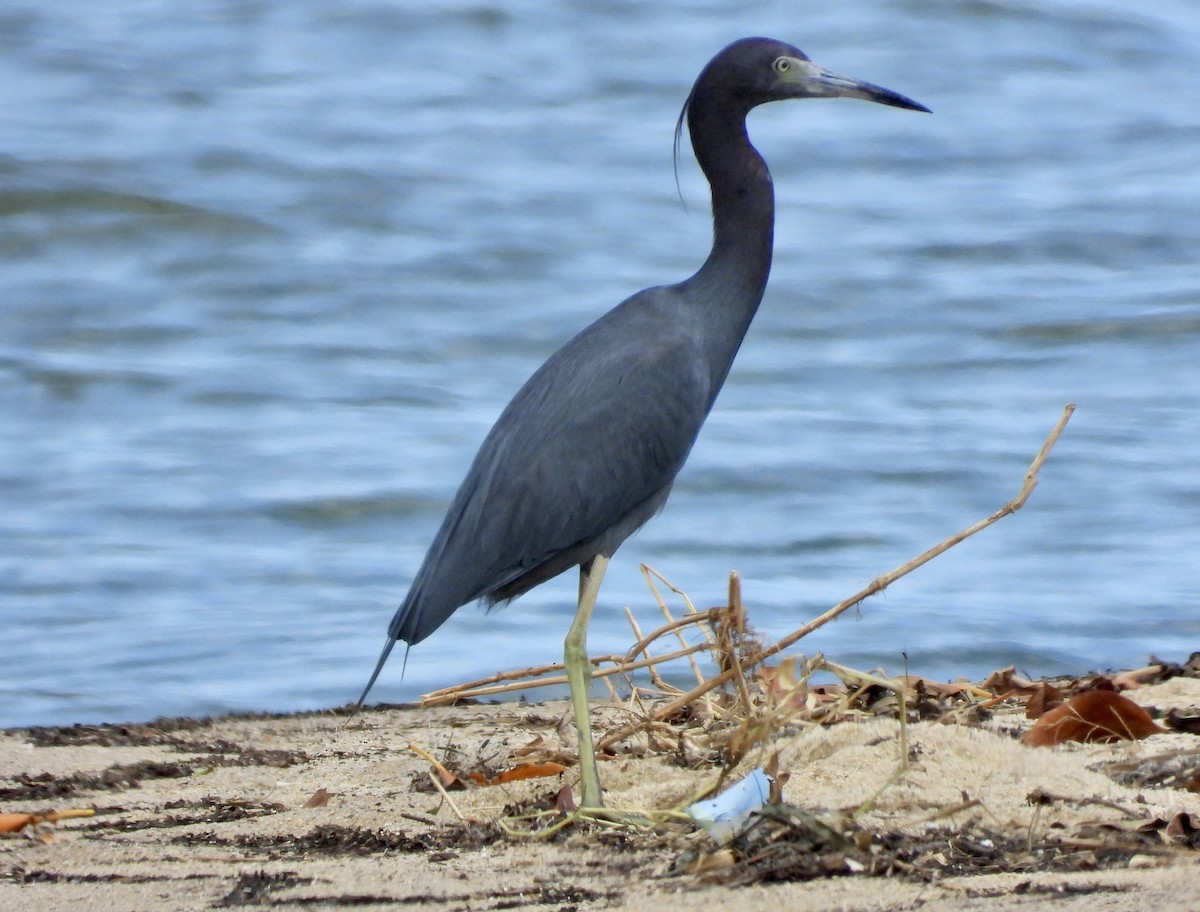 Little Blue Heron - ML422352921