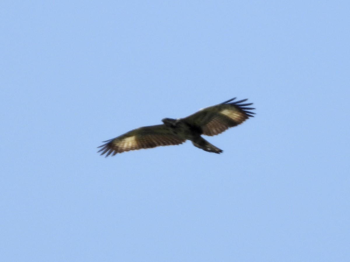 Common Black Hawk - ML422353221