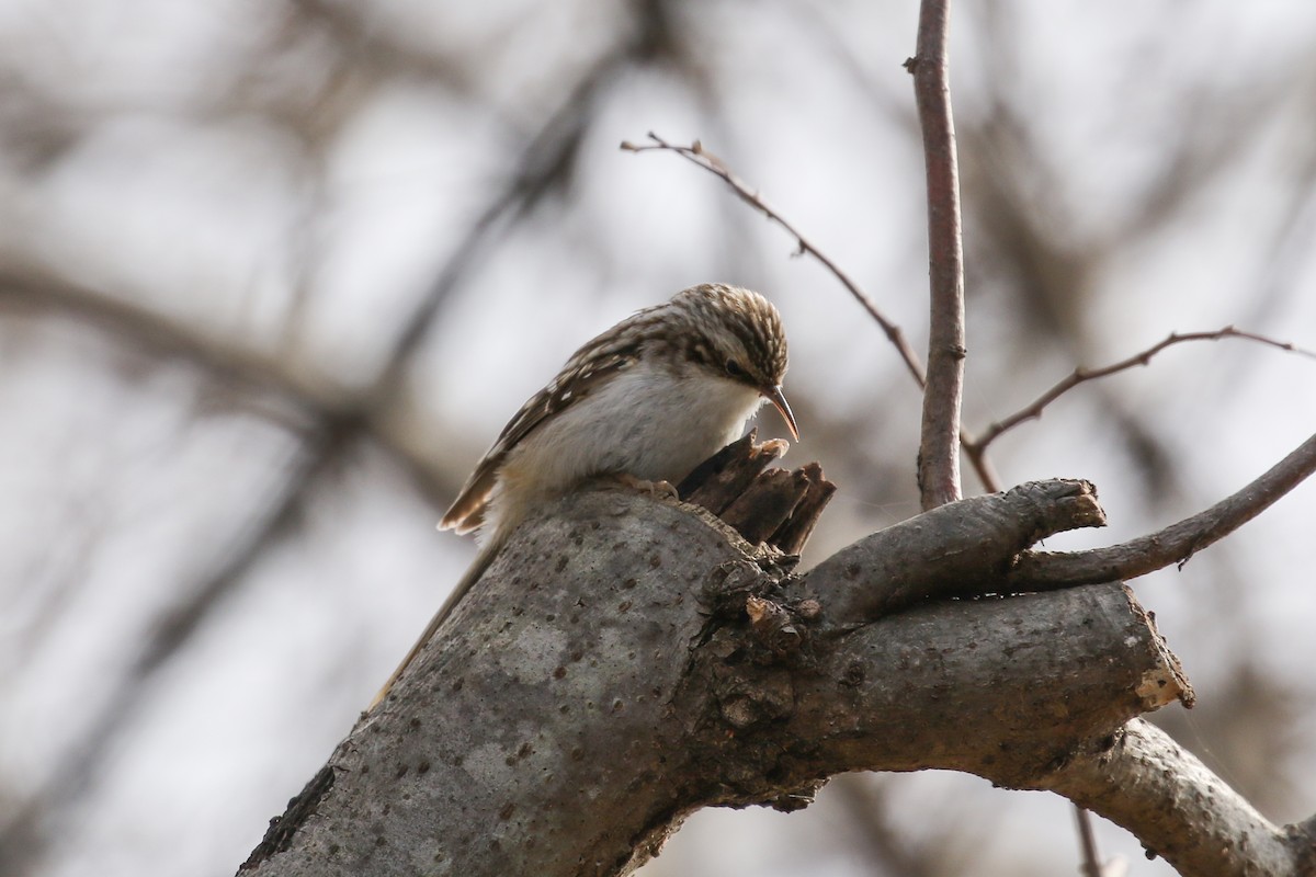 Brown Creeper - ML422354491