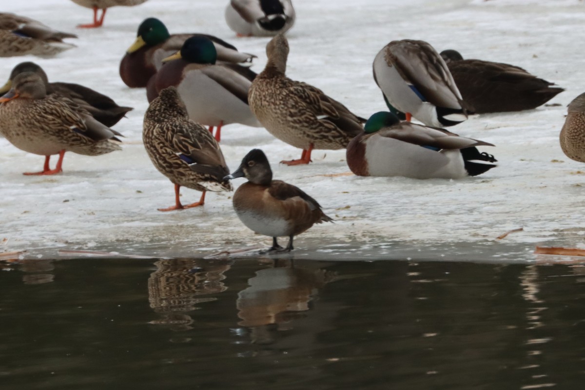 Ring-necked Duck - ML422357081