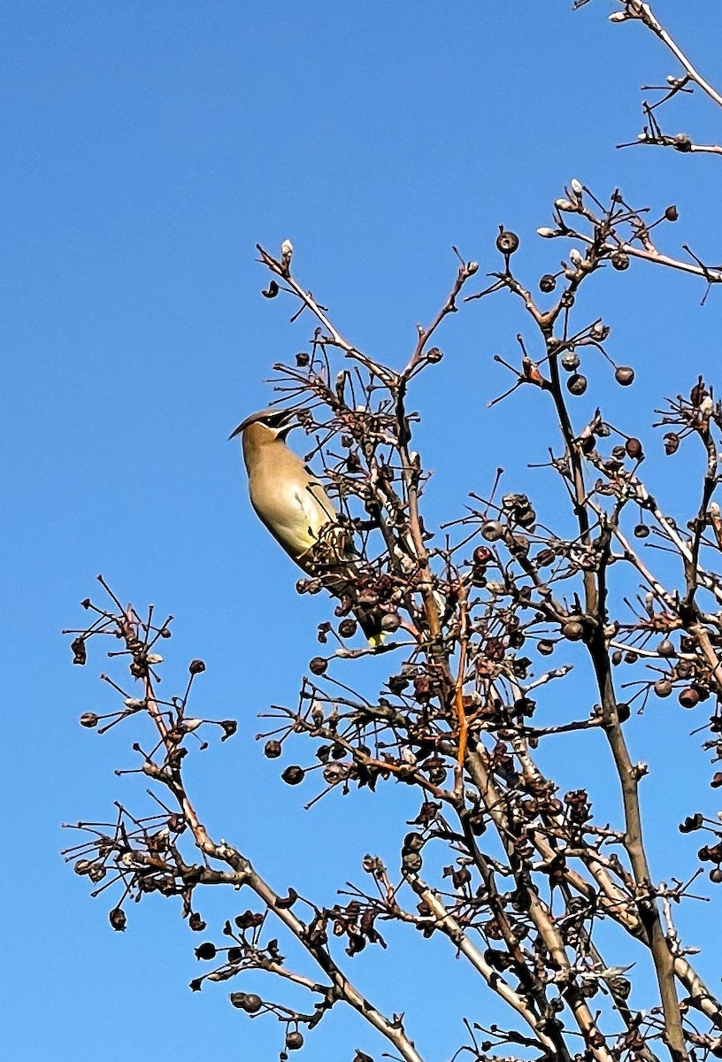 Cedar Waxwing - ML422357091