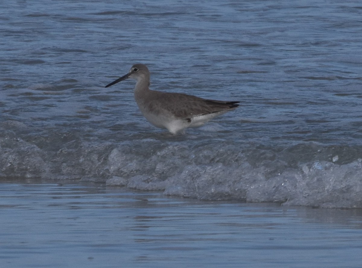 Willet - ML422358531