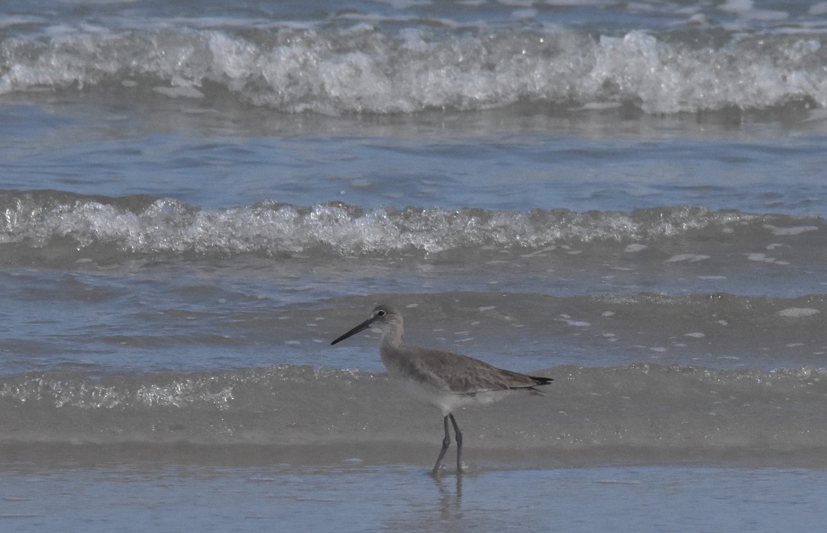 Willet - ML422358571